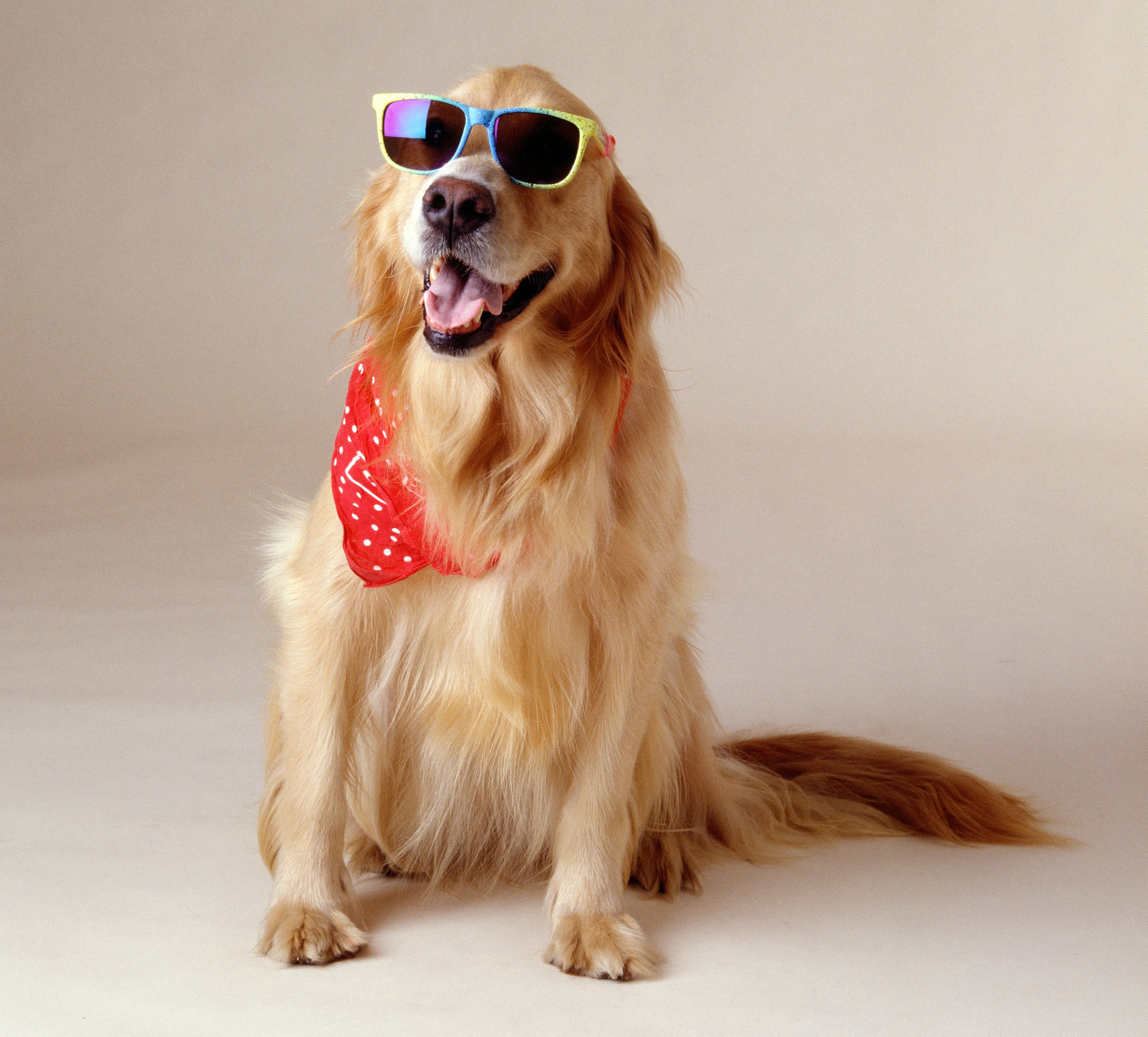 Photo of a golden retriever wearing sunglasses and a red scarf.