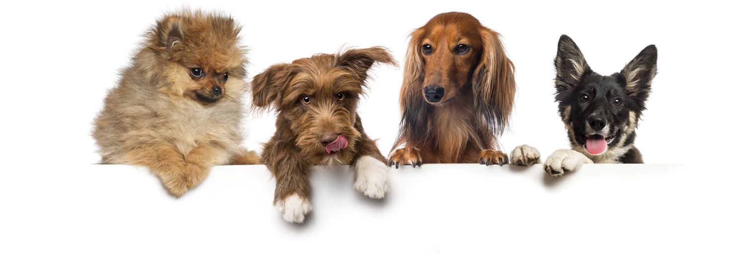 Group of dogs (pets) leaning on a white empty board.