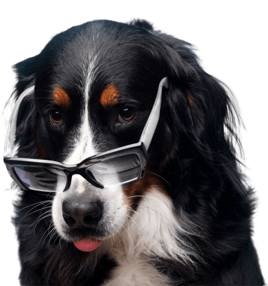 Front view of a cute dog (pet) wearing a glasses.