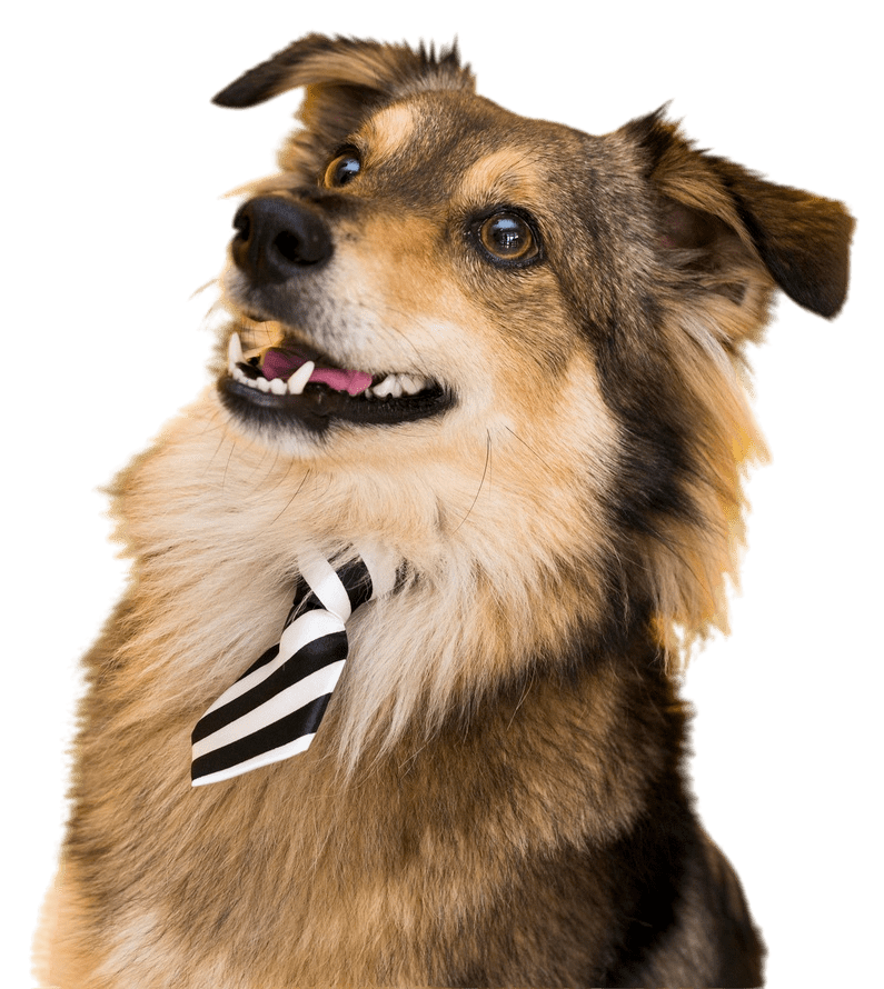 Front view of a beautiful smiling dog (pet) wearing a tie.